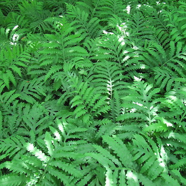 Onoclea sensibilis, Sensitive Fern