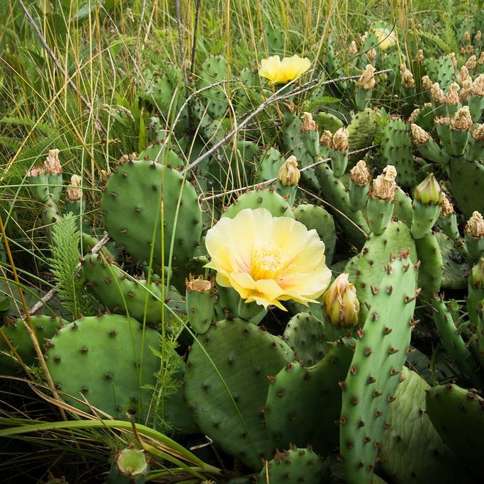 Opuntia humifusa eastern prickly pear