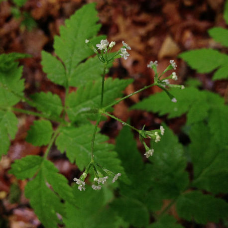 Osmorhiza claytonii sweet cicely