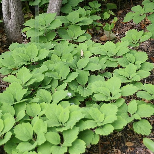 Pachysandra procumbens allegheny spurge