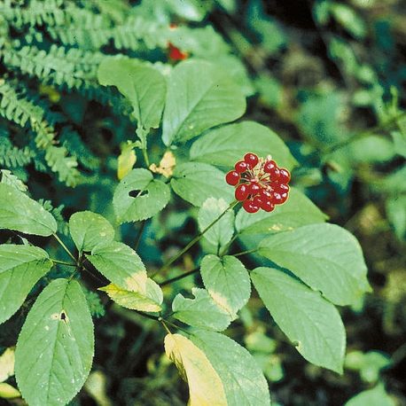 Panax quinquefolius american ginseng