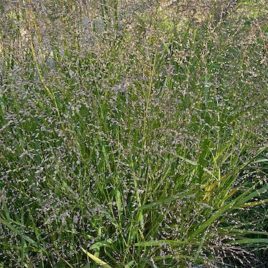 Panicum virgatum Switchgrass