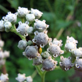 Parthenium integrifolium wild quinine