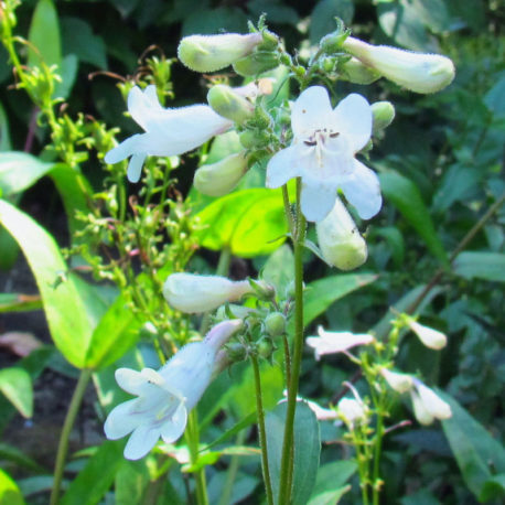 Penstemon digitalis foxglove beardtongue