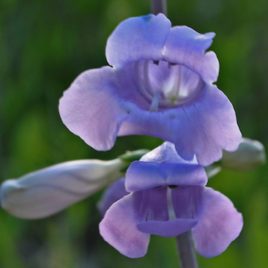 Penstemon grandiflorus Large-Flowered Beardtongue