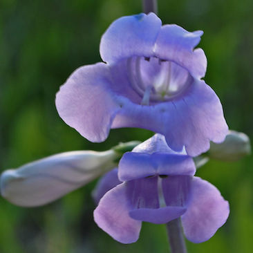 Parthenium integrifolium Large-Flowered Beardtongue