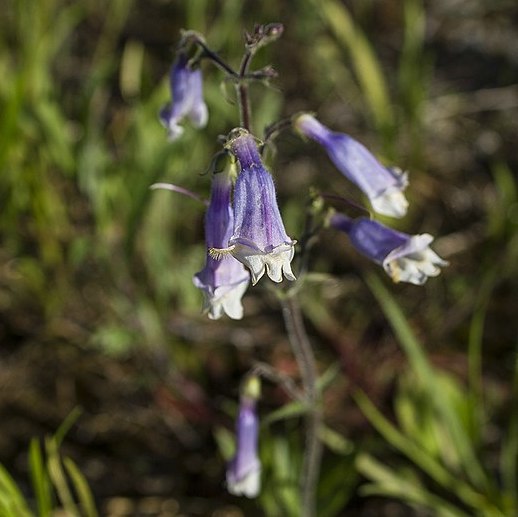 Penstemon hirsutus hairy beardtongue