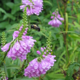 Physostegia virginiana obedient plant