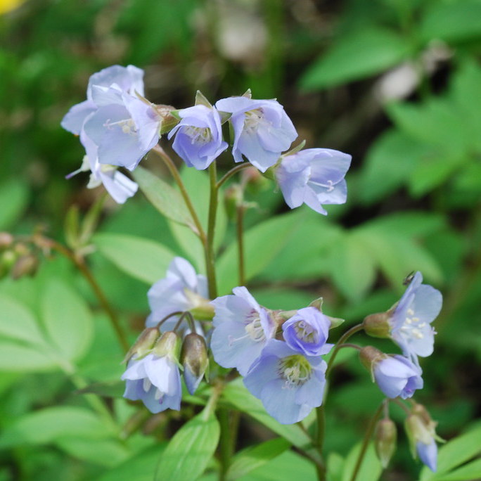 Polemonium reptans jacob's ladder