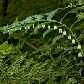 Polygonatum biflorum solomon's seal