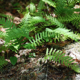 Polypodium virginianum, Common Polypody