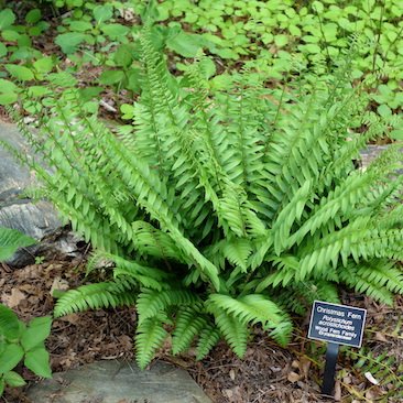 Polystichum acrostichoides, Christmas Fern