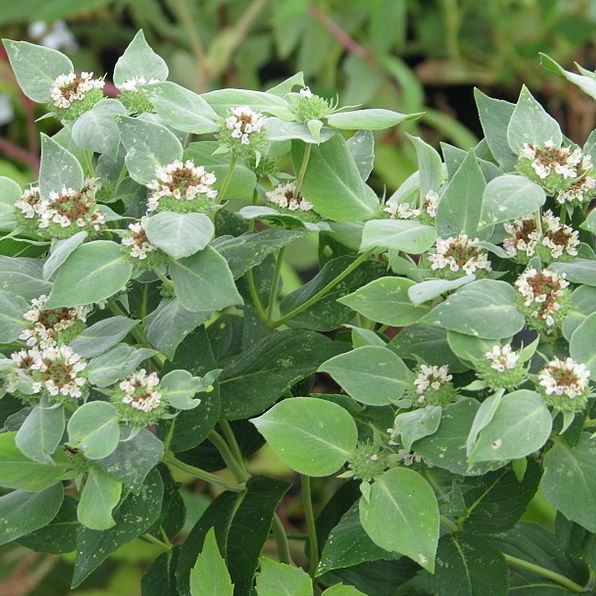 Pycnanthemum muticum showy mountain mint