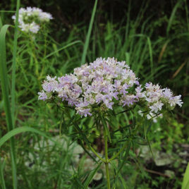 Pycnanthemum tenuifolium narrow-leaf mountain mint