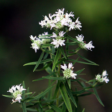 Pycnanthemum virginianum mountain mint