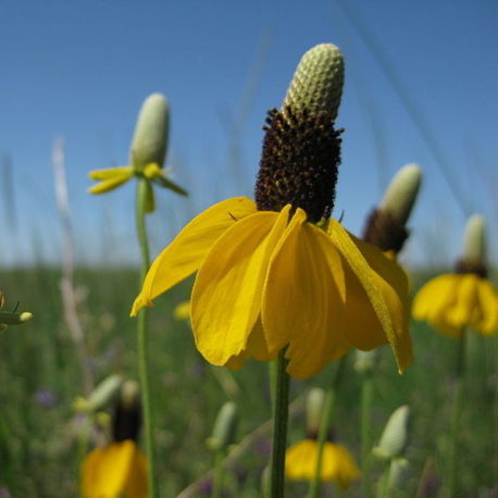 Ratibida columnifera mexican hat coneflower