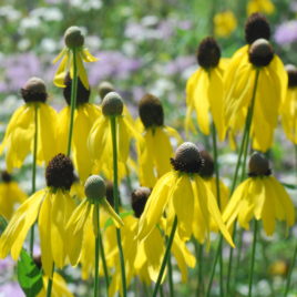 Ratibida pinnata yellow coneflower