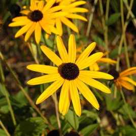 Rudbeckia fulgida orange coneflower