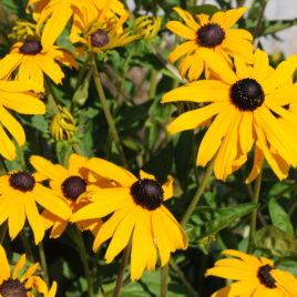 Rudbeckia hirta black eyed susan