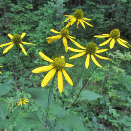 Rudbeckia laciniata cutleaf coneflower