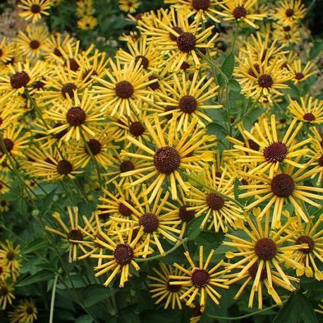 Rudbeckia subtomentosa sweet black-eyed susan