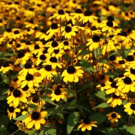 Rudbeckia triloba brown-eyed susan