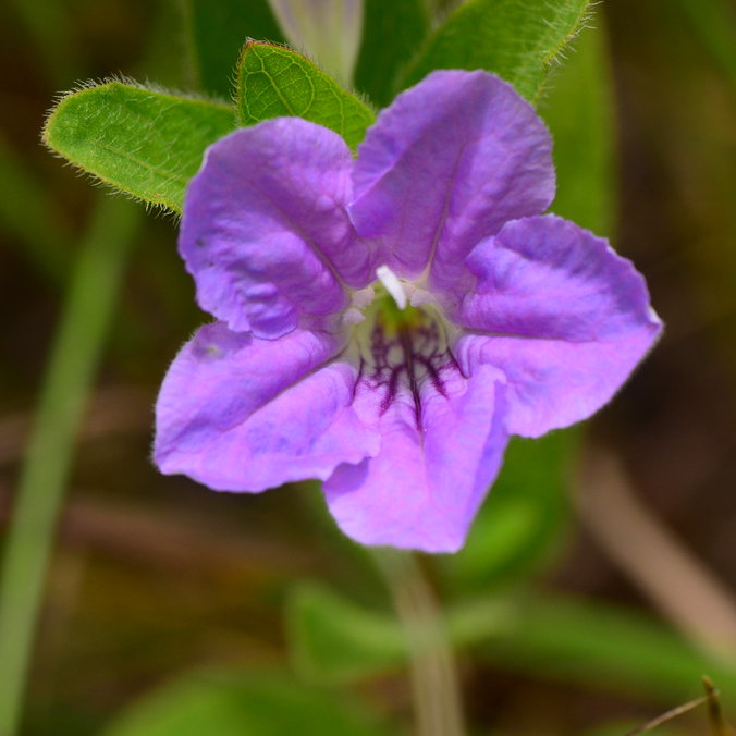 Ruellia humilis, Wild Petunia