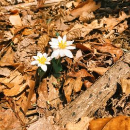 Sanguinaria canadensis bloodroot