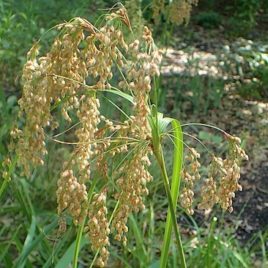 Scirpus cyperinus Wool Grass