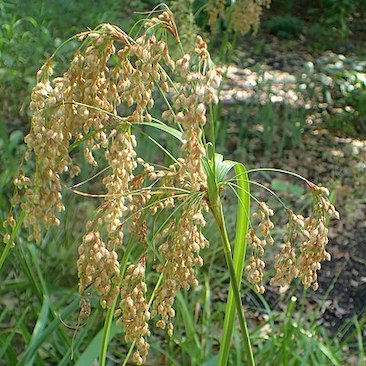 Scirpus cyperinus Wool Grass