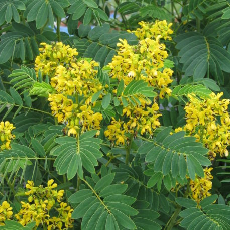 Senna hebecarpa, Wild Senna