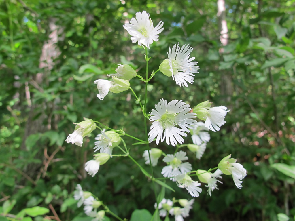 Silene stellata, Starry Campion