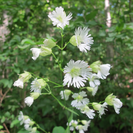 Silene stellata Starry Campion-square