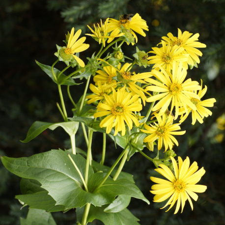 Silphium perfoliatum, Cup Plant