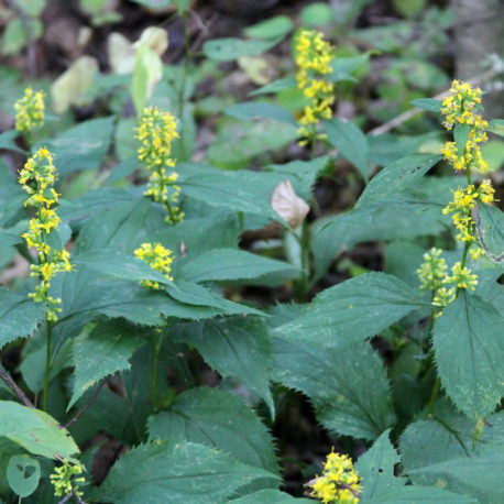 Solidago flexicaulis, Zig Zag Goldenrod