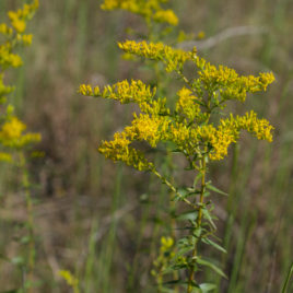 Solidago odora Anise Scented Goldenrod