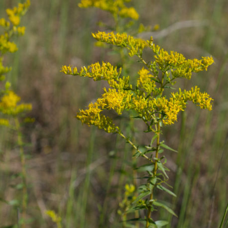 Solidago odora Anise Scented Goldenrod