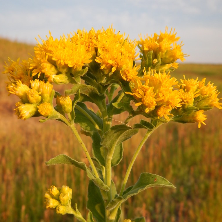 Solidago rigida, Stiff Goldenrod