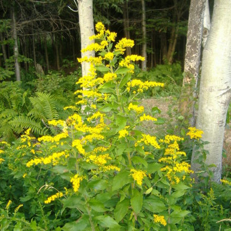 Solidago rugosa, Rough-Stemmed Goldenrod