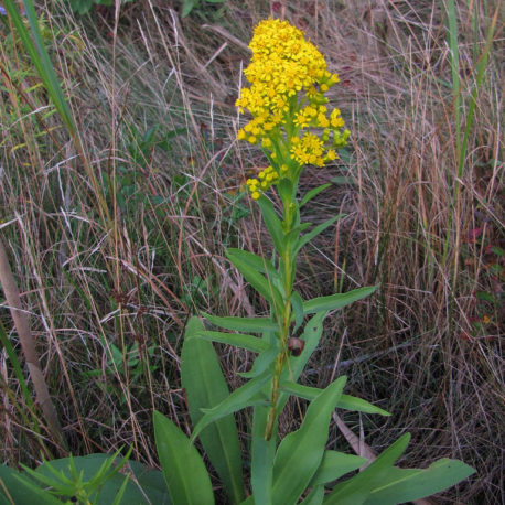 Solidago sempervirens, Seaside Goldenrod