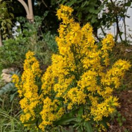 Solidago speciosa, Showy Goldenrod