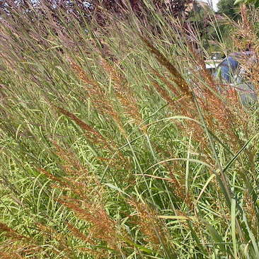 Sorghastrum nutans Indian Grass