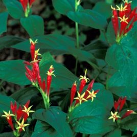 Spigelia marilandica, Woodland Indian Pink