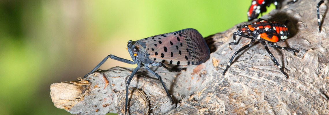 Spotted lanternfly adult and nymph