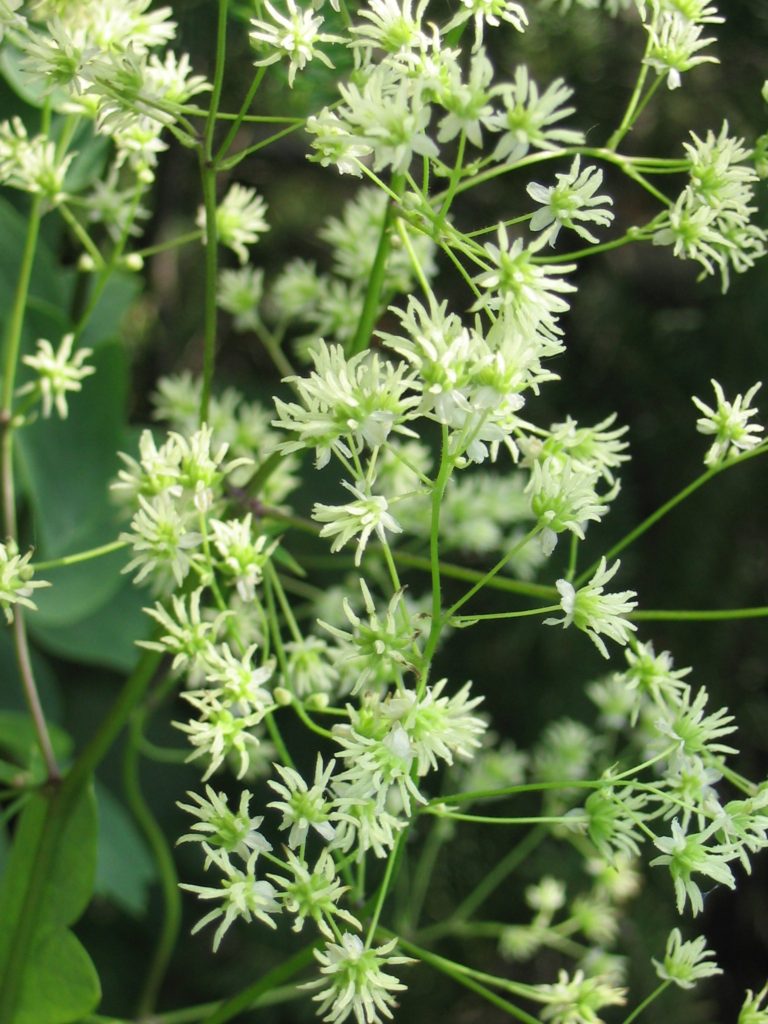 Thalictrum dasycarpum, Early Meadow Rue