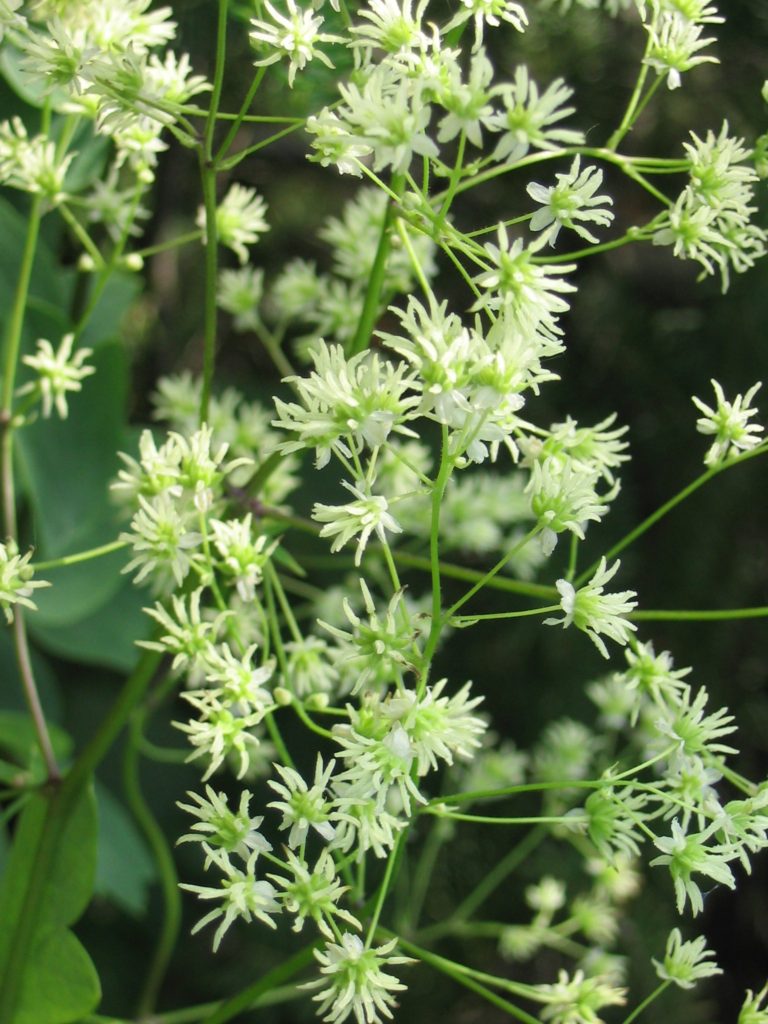 Thalictrum dasycarpum, Early Meadow Rue