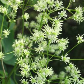 Thalictrum dasycarpum Early Meadow Rue