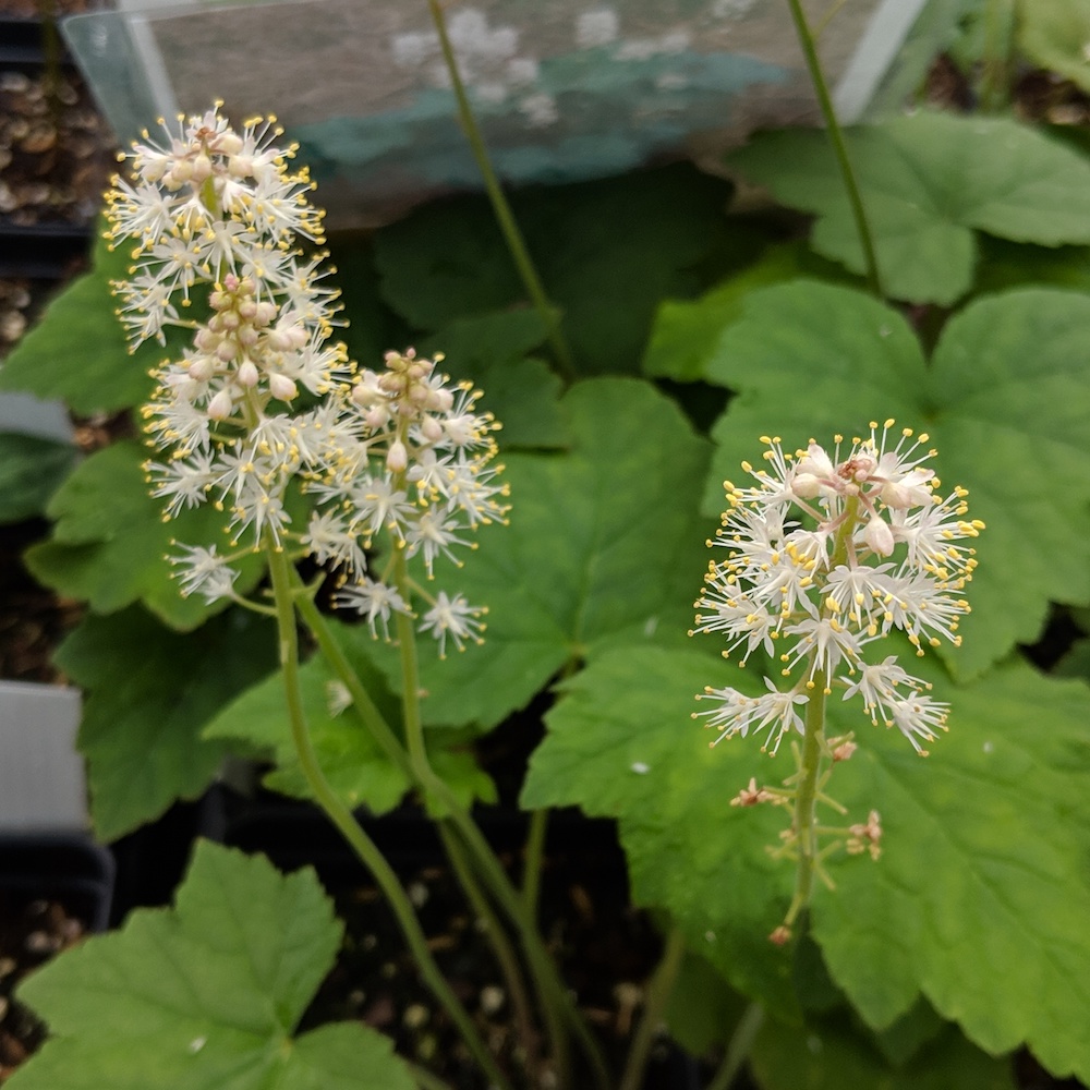 Tiarella cordifolia foamflower