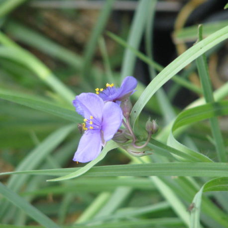 Tradescantia ohiensis, Ohio Spiderwort