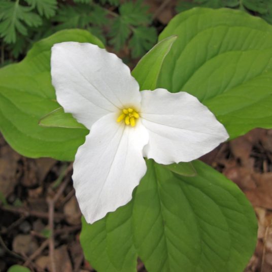 Trillium grandiflorum White Trillium - Keystone Wildflowers